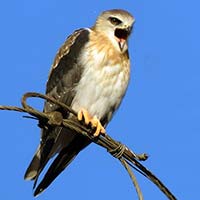 The Babbler 160 June – July 2021