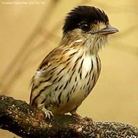 The Babbler 162 October – November 2021