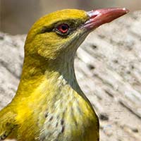 The Babbler 165 April – May 2022