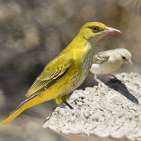 The Babbler 183 April – May 2025
