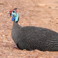 The Babbler 184 June – July 2025