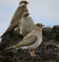 Honeyguide – June 2025, Volume 71, Part 1
