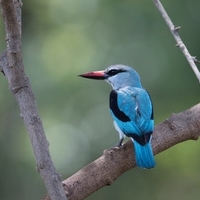 The Babbler 185 August – September 2025