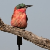 The Babbler 188 February-March 2026