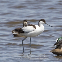 The Babbler 189 April-May 2026