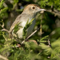 The Babbler 190 June-July 2026