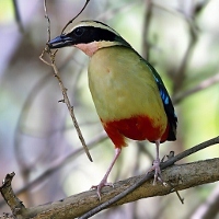 Honeyguide – June 2026, Volume 72, Part 1